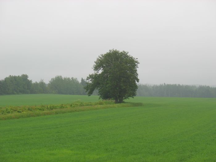 PEI Green Field Rte 3