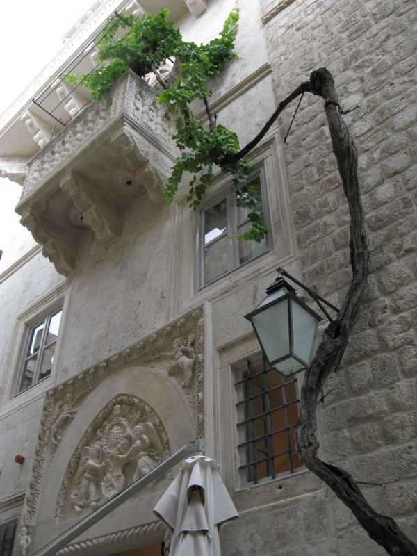 Dubrovnik_climbing tree2