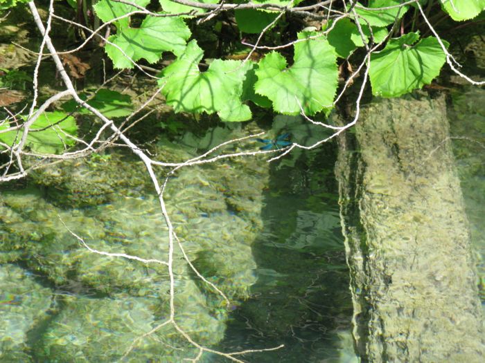 Plitvice10e_blue bug