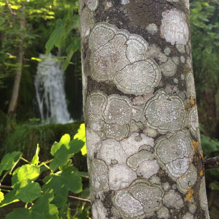 Plitvice12_bark