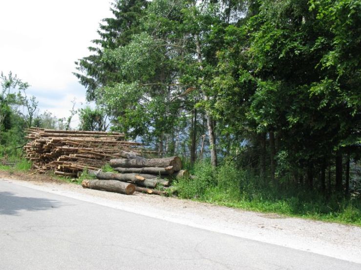 Slovenia_10a harvesting logs