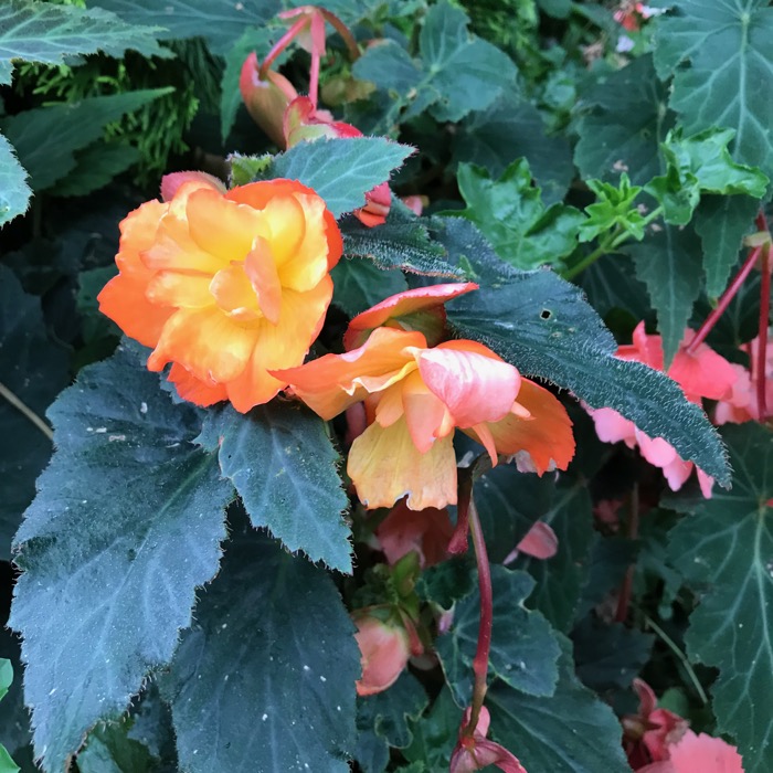 Dublin Marrion Park_6